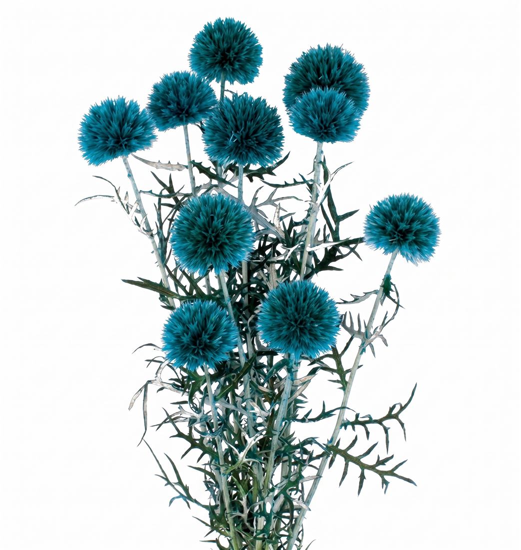 23027708271.jpg.png
