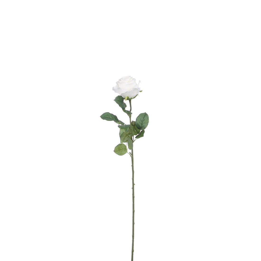 23207297649.jpg
